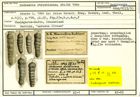 Karteikarte zum Syntyp von Nodosaria striatissima Stache, 1864